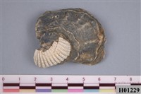 藏品(牡蠣)的圖片